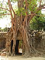 Rels al temple à Ta Prohm, Angkor, Cambodja