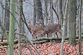 Un grupo de Odocoileus virginianus entre la hojarasca.