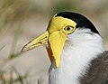 Masked Lapwing - northern subspecies