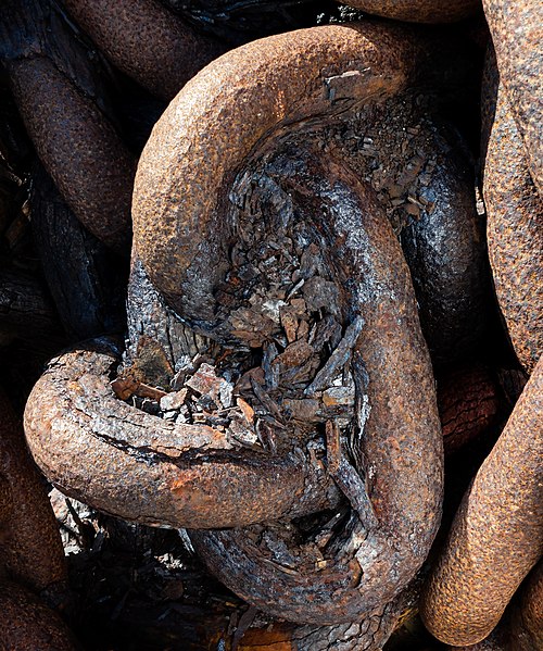 File:Very rusty chain on a sunny day.jpg