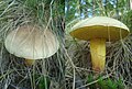 Boletus subtomentosus