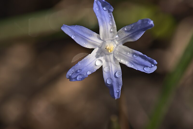 File:20210327 Scilla forbesii 02.jpg