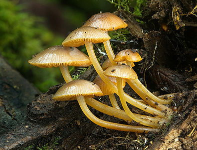 Mycena leaiana var. australis (Orange Mycena)