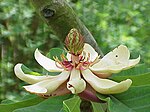 Bij Magnolia obovata zijn de primitieve bloemkenmerken van Magnolia goed zichtbaar.