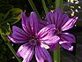 Malva sylvestris.