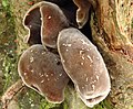 Auricularia polytricha