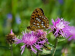 Argynnis adippe (High Brown Fritillary)