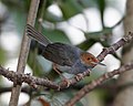 Dume la ashy tailorbird