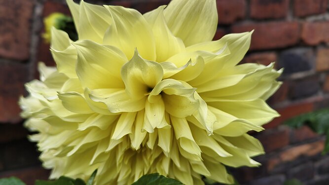 Dahlia Constalia Lemon Flower