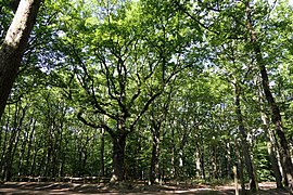 Forêt de Lespinasse (Loire) 003.jpg