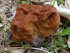 Gyromitra esculenta BPN1 (1).jpg