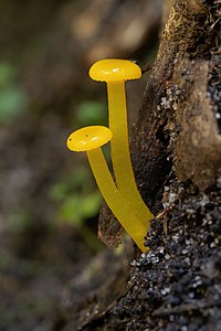 Gliophorus chromolimoneus - Ferndale Park