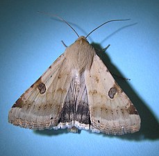 Bolmörtsknölfly, Heliothis peltigera