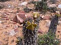 Hoodia gordonii