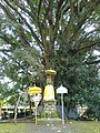 Arbre sacré du temple Tirta Empul (en), (Bali)