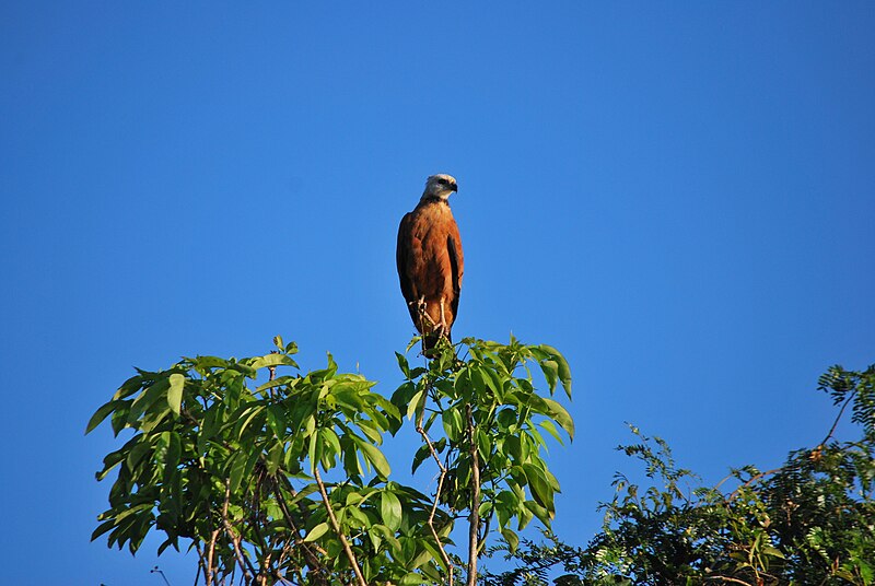 File:Pantanal - Porto Cercado (6066824682).jpg