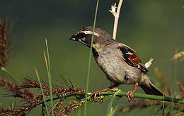 Geltonskruostis žvirblis (Passer moabiticus)