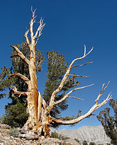 McGee Pass, California