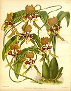 Cyrtochilum lamelligerum