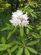 ホンシャクナゲ（2013年4月・東京大学小石川植物園）