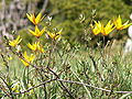 Tulipa sylvestris