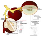 Grape used for winemaking