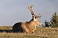 English: Male cervus elaphus Deutsch: Männlicher Rothirsch