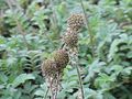 Acaena myriophylla (sin. Acaena hieronymi)