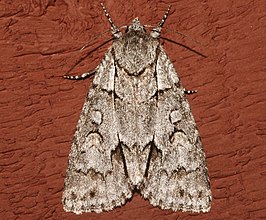 Acronicta grisea