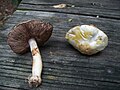 Agaricus abruptibulbus