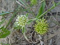 Calycera crassifolia