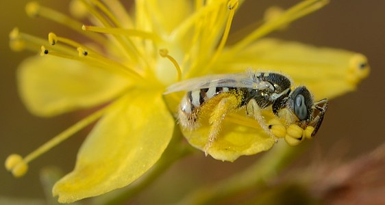 Hypericum triquetrifolium and Ceylalictus variegatus, photo by Gideon Pisanty