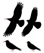 ベニハシガラス(左)とキバシガラス(右)の比較