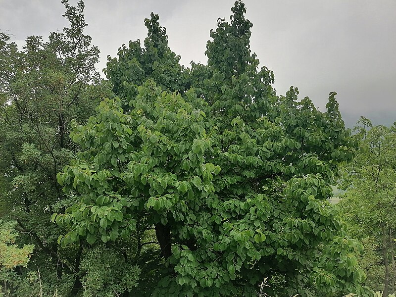 File:Corylus colurna L. 01.jpg