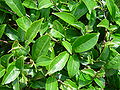 Camellia sinensis cultivé.