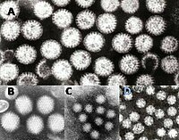 Radiaal symmetrisch icosaëdraal: Buikgriep-virussen, A rotavirus, B adenovirus, C norovirus, D astrovirus.