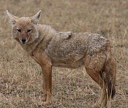 photo d'un chacal dans la savane.