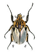 Goliathus cacicus