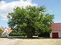 Und dann einen starken Baum, jawoll.