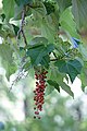 Idesia polycarpa leaves and fruit