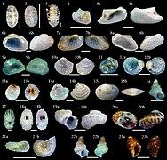 Interstitial molluscs (10.3897-zookeys.779.24562) Figure 2.jpg