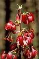 Lilium martagon