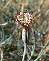 Porophyllum gracile