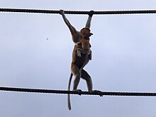 photo d’un pont de singe traversé par un singe portant un bébé