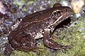 California red-legged frog Rana draytonii