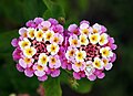 A crab spider hiding in the Twin Lantana