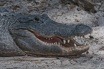 Florida alligator