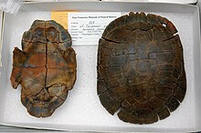 Two parts of a fossil turtle shell, the top (carapace) and bottom (plastron).