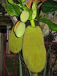 Buah nangka atas tangkai pokok