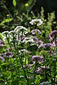 umbela iberiso (Iberis umbellata)